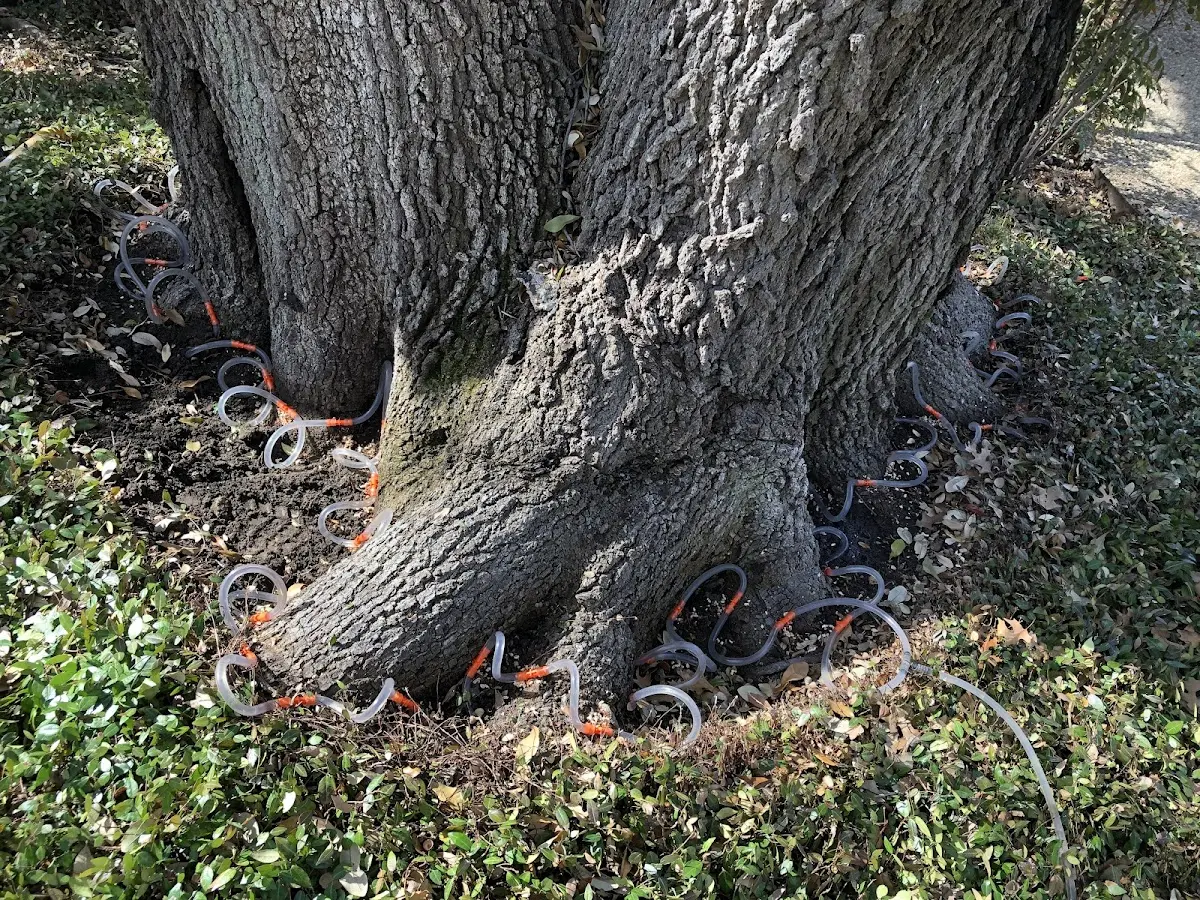 Detailed Tree Cabling and Bracing job site in Only