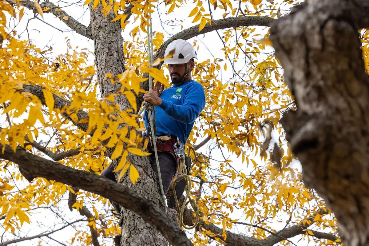 Skilled Tree Transplanting crew working in Only